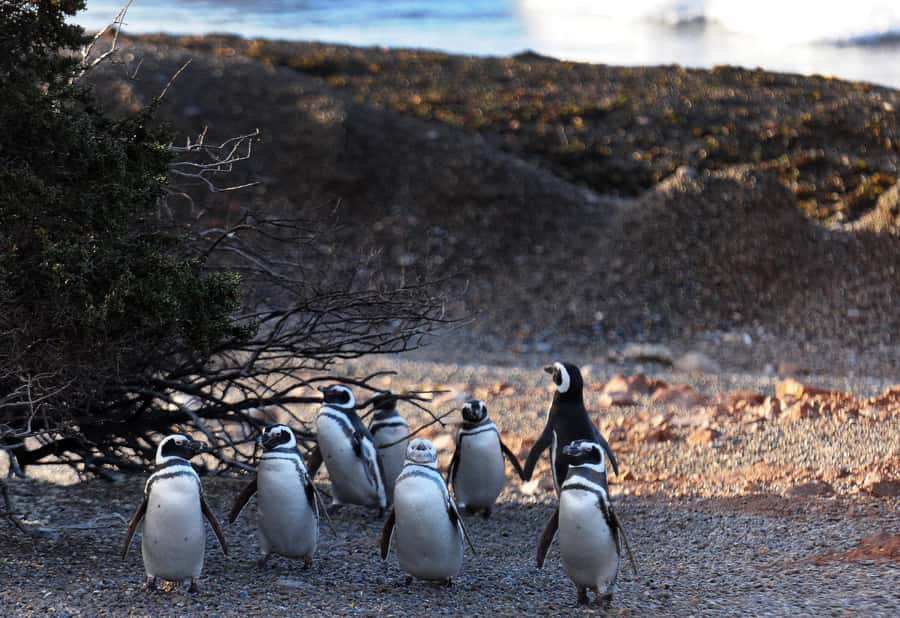 Punta Tombo Penguin Tour & Optional Tonina Watching - Is $300 per person good value?