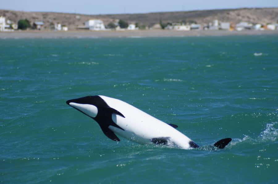 Punta Tombo Penguin Tour & Optional Tonina Watching - Who will enjoy this day most