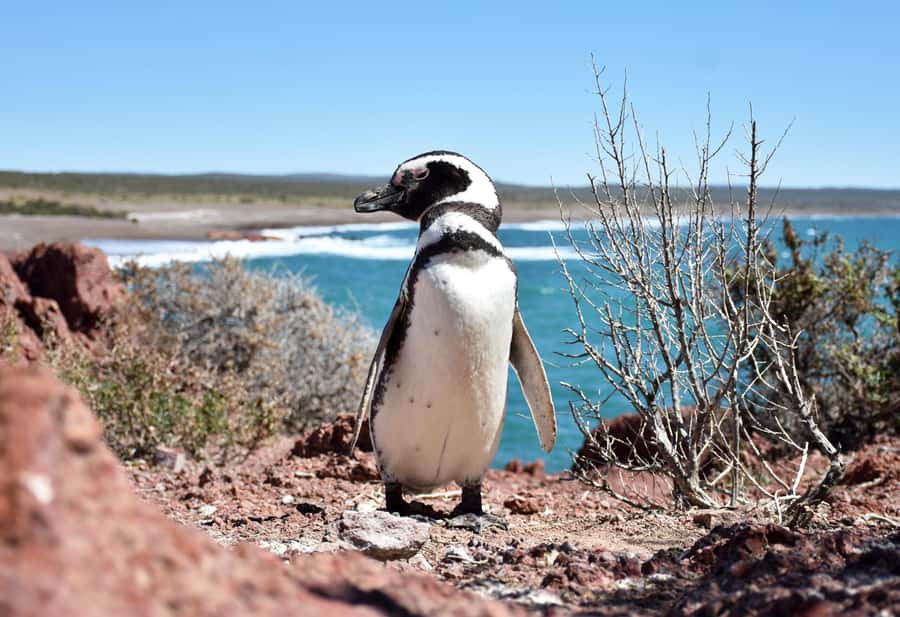 Punta Tombo Shore Excursion for Cruise Passengers + City - Returning to Puerto Madryn and the Patagotitan statue
