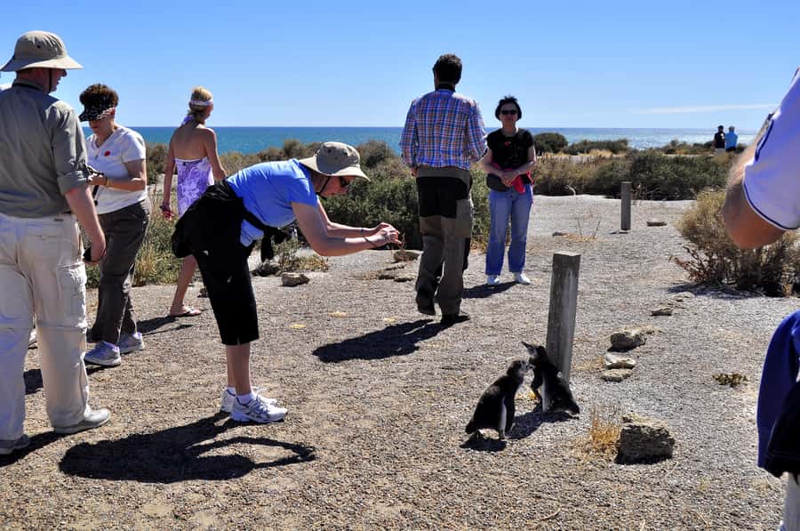 Punta Tombo Shore Excursion for Cruise Passengers + City - What to bring for a better day