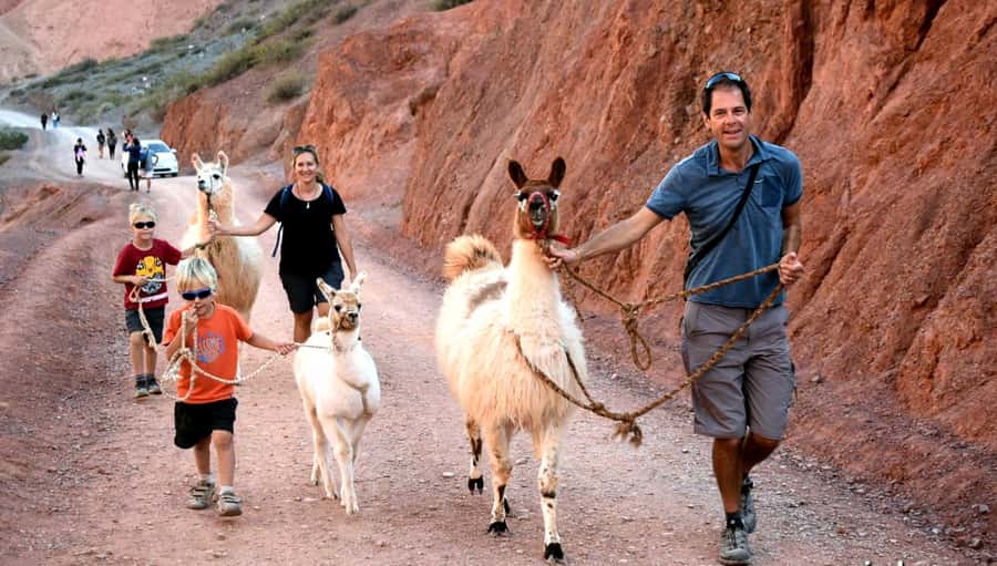 Purmamarca: Hiking with Llamas through multicolored mountains - Who will enjoy this walk most