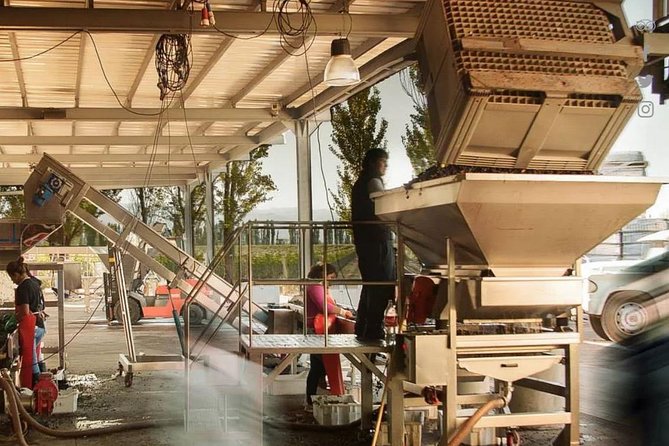 Renacer Winery Experience - What the 70-minute tour actually gives you