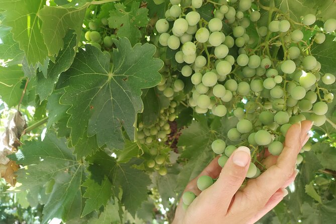 Ruta del vino con almuerzo - Who will enjoy this wine outing most
