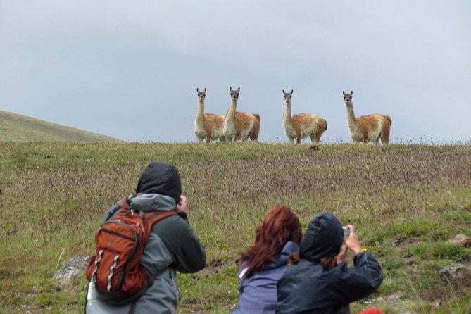 Safari Experience - Wildlife & Steppe - Who will get the most from this $175 outing