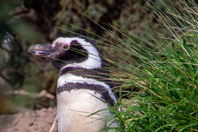 Shore Excursion Peninsula Valdes or Punta Tombo - Private Car - Is $580 a fair price?