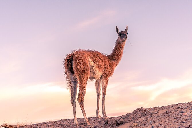 Shore Excursion Peninsula Valdes or Punta Tombo - Private Car - Who should choose this outing?
