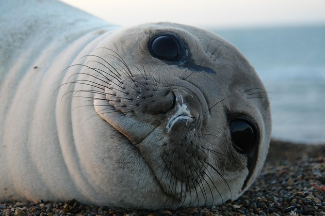 Shore Excursion Peninsula Valdes or Punta Tombo - Private Car - Punta Tombo and its million Magellanic penguins