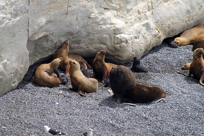 Shore Excursion Punta Loma Sea Lions Reserve Including Puerto Madryn City Tour - Key points before you book