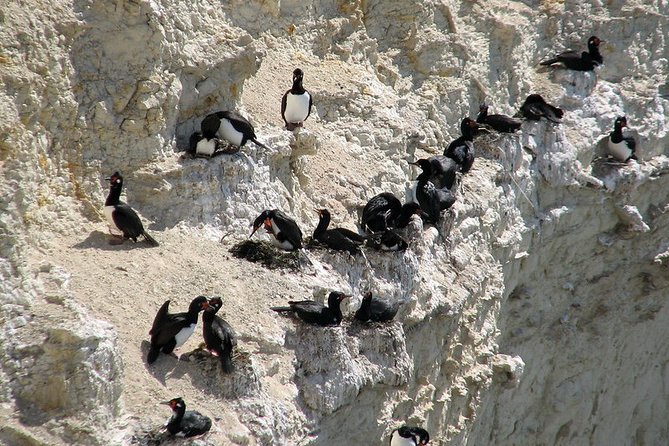 Shore Excursion Punta Loma Sea Lions Reserve Including Puerto Madryn City Tour - Guide quality can make or break the outing