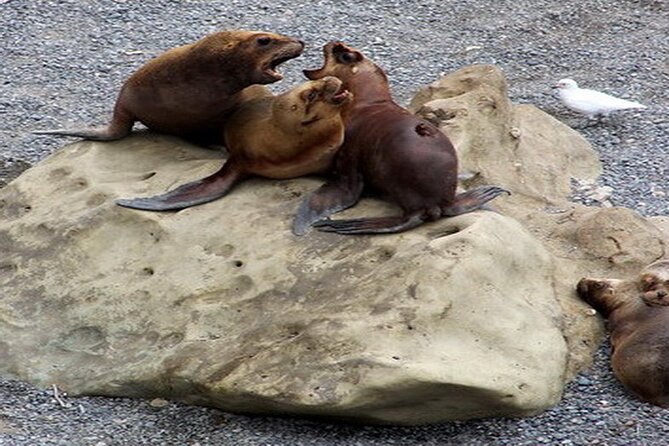 Shore Excursion Punta Loma Sea Lions Reserve Including Puerto Madryn City Tour - Is $105 a fair price?