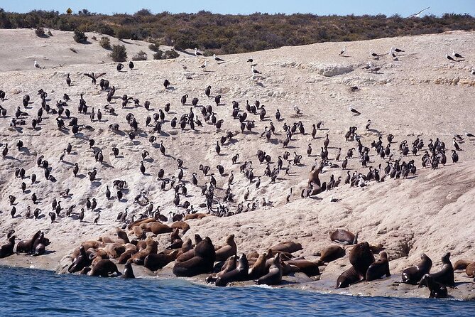 Shore Excursion Punta Loma Sea Lions Reserve Including Puerto Madryn City Tour - Who will enjoy this Punta Loma excursion?