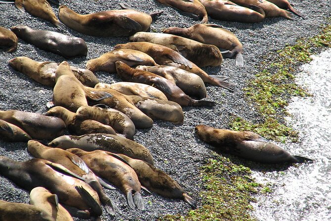 Shore Excursion Punta Loma Sea Lions Reserve Including Puerto Madryn City Tour - What you get from the Puerto Madryn city tour