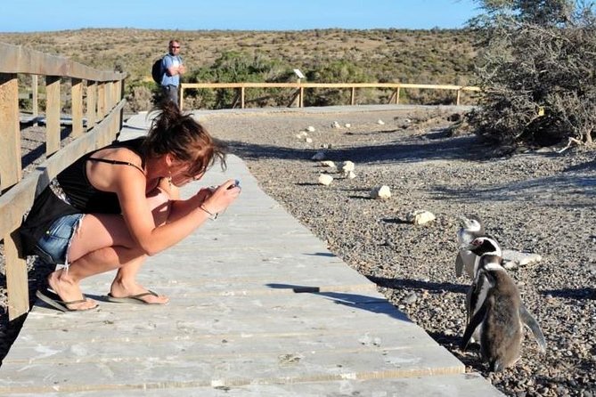 Shore Excursion Punta Tombo cruise passengers Puerto Madryn - The essential details at a glance