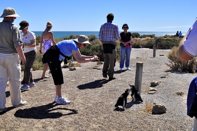 Shore Excursion Punta Tombo cruise passengers Puerto Madryn - Why Punta Tombo is worth the distance