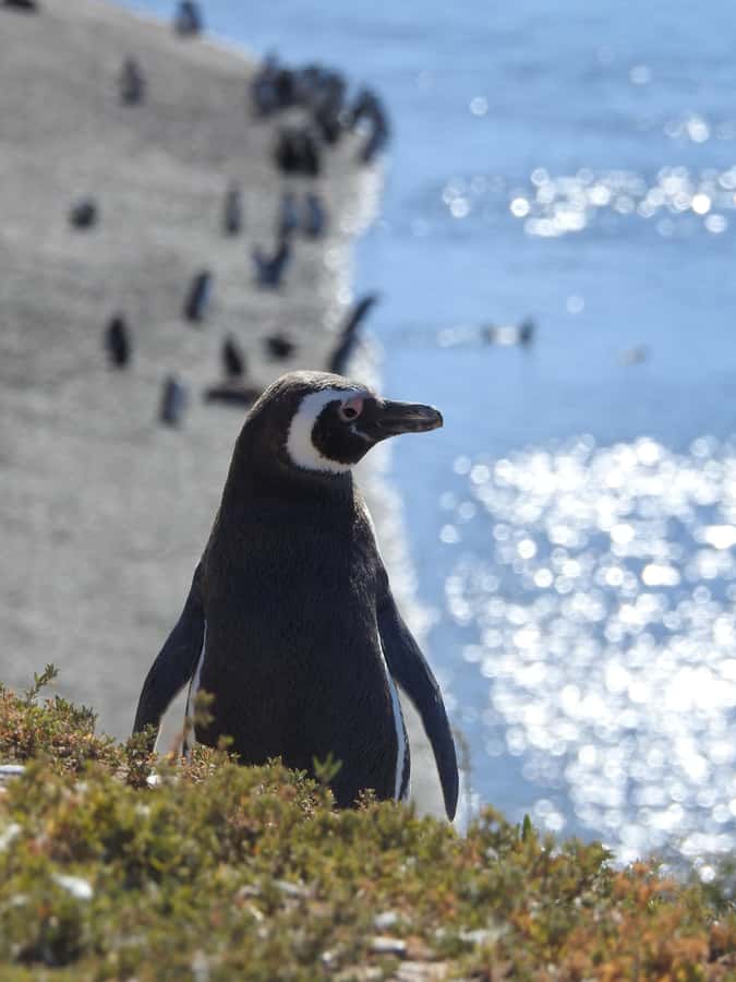 Shore Tours Peninsula Valdes Puerto Madryn Cruise Passengers - What the $120 price really includes