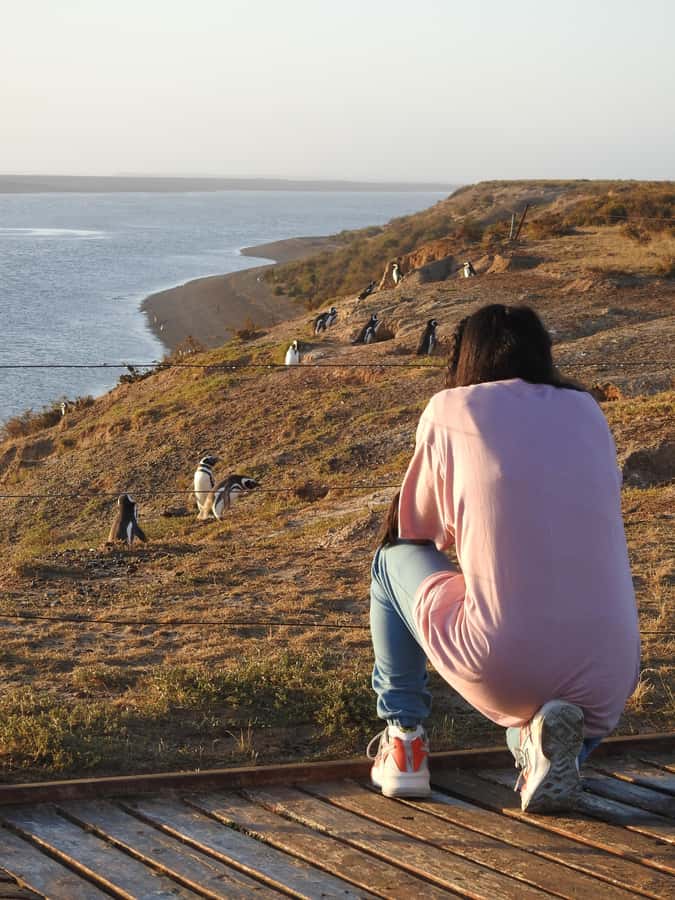 Shore Tours Peninsula Valdes Puerto Madryn Cruise Passengers - Punta Cantor adds another chance for elephant seals