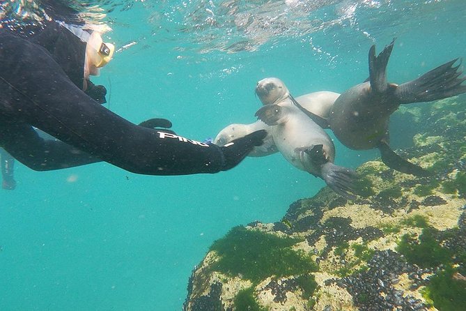 Snorkeling with Sea Lions - Quick take: what matters most