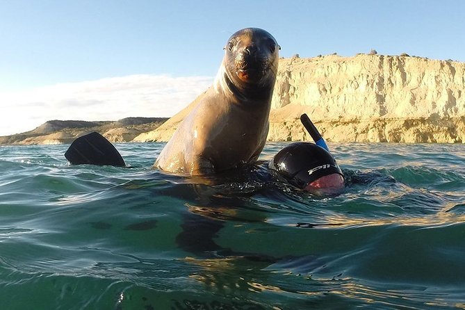 Snorkeling with Sea Lions - Why Punta Loma makes this encounter special