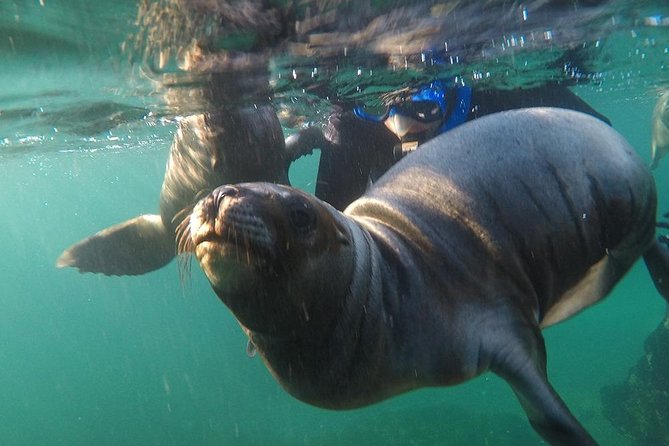 Snorkeling with Sea Lions - What the 40-minute water session feels like