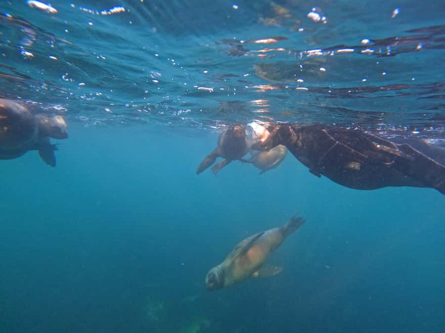 Snorkeling with Sea Lions - Is $153 a fair price?
