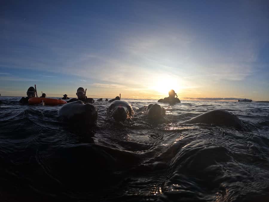 Snorkeling with Sea Lions - Practical tips for a better swim
