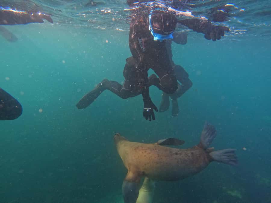 Snorkeling with Sea Lions - Should you book the sea lion snorkeling tour?