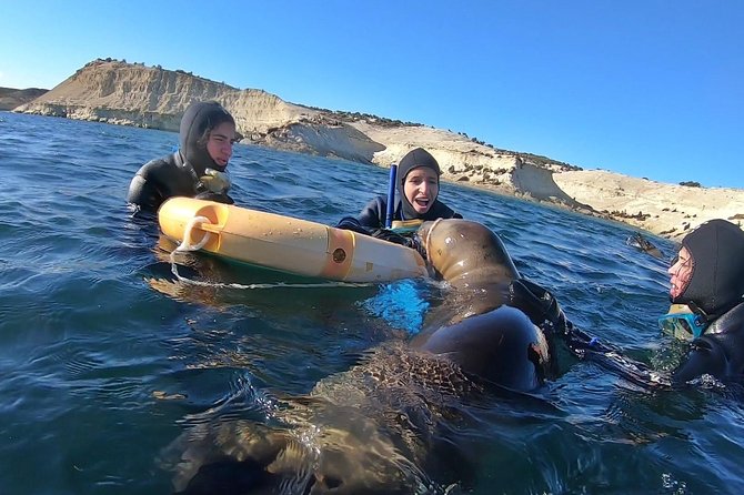 Snorkeling with Sea Lions by Madryn Buceo - Key points to know before booking