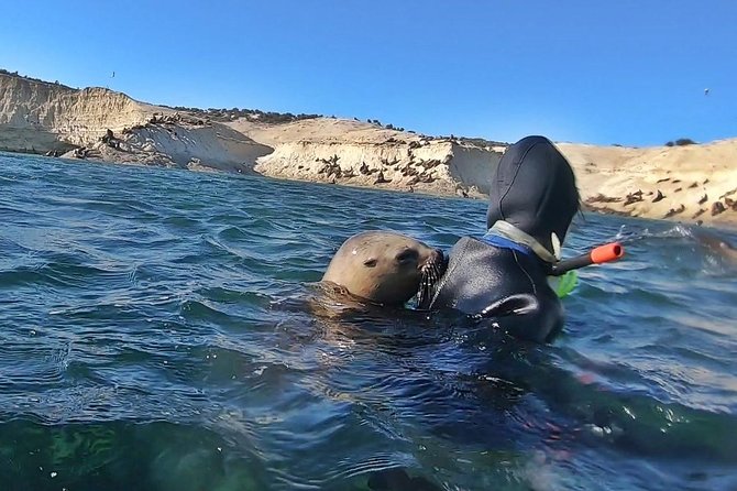 Snorkeling with Sea Lions by Madryn Buceo - Why Punta Loma makes this Puerto Madryn’s signature outing