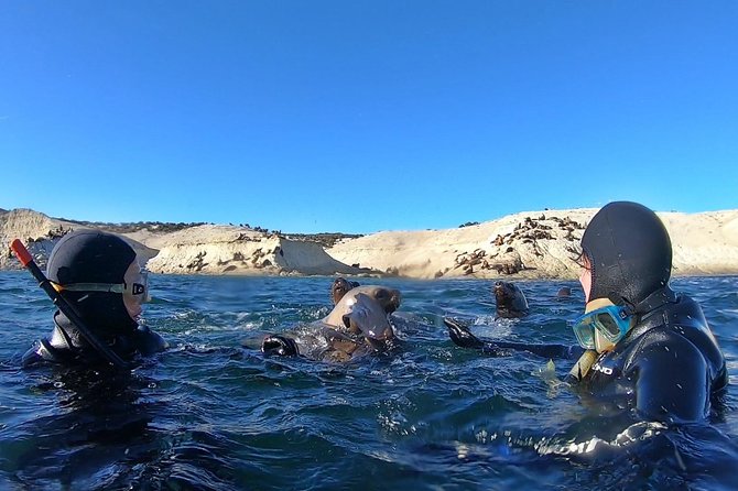 Snorkeling with Sea Lions by Madryn Buceo - Is $150 a fair price?