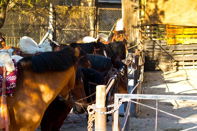 Sunset Horseback Riding - Key points to know before you book