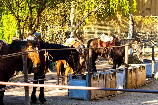 Sunset Horseback Riding - Meeting the horses and learning the basics