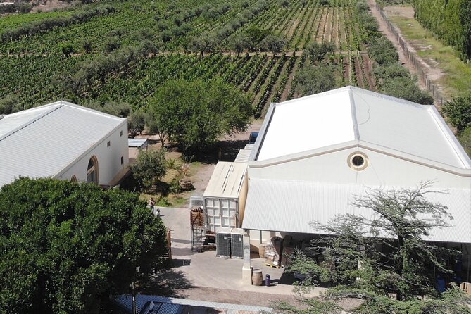 Tasting and lunch in cellar + Olive tree. Private transportation - Key points to know before booking