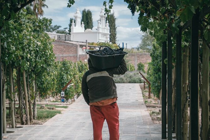 Tasting and lunch in cellar + Olive tree. Private transportation - A private route through Mendoza’s Maipu region
