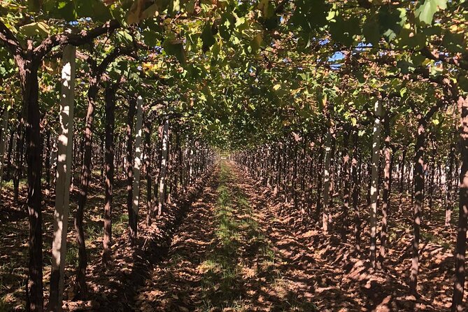 Tasting and lunch in cellar + Olive tree. Private transportation - Bodega Bombal: vineyards first, then wine