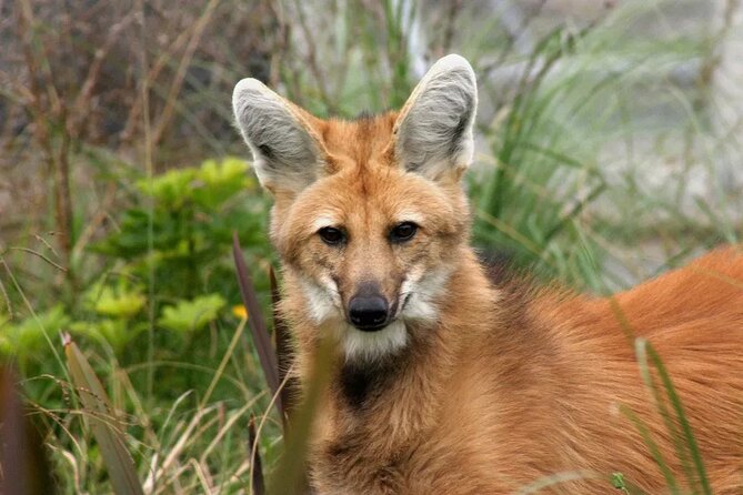 Temaiken Biopark Buenos Aires Tour - Why Temaiken makes a worthwhile day trip