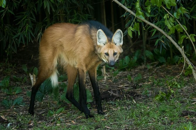 Temaiken Biopark Buenos Aires Tour - What the $133.50 price really covers