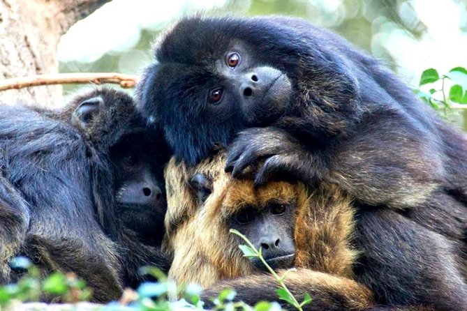 Temaiken Biopark Buenos Aires Tour - Who should book this experience?