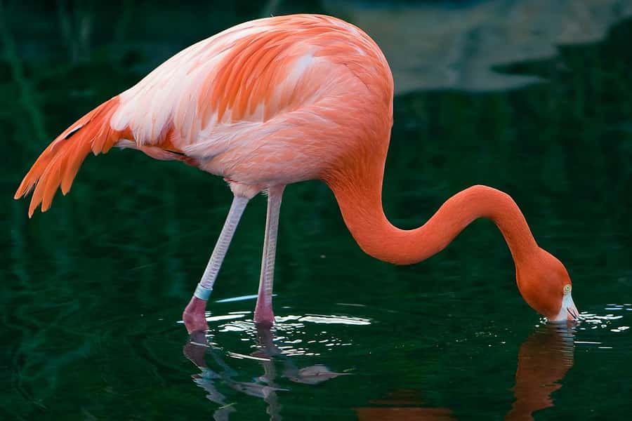 Temaiken Biopark Entry Tickets - Key points to know before you go