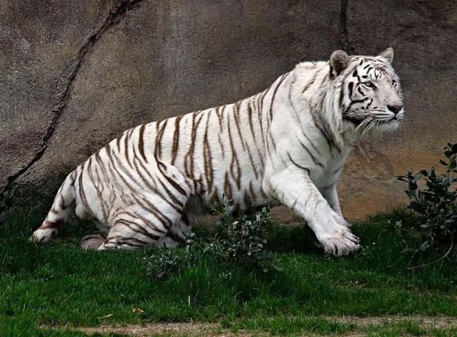 Temaiken Biopark Entry Tickets - How much value do you get for $33?