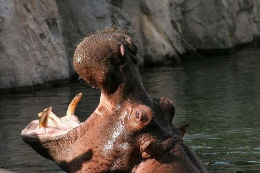 Temaiken Biopark Entry Tickets - Patagonia from the Andes to the Atlantic