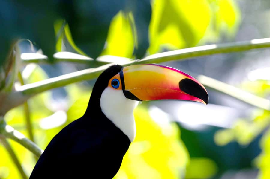 Temaiken Biopark Entry Tickets - African birds and open-air animal areas