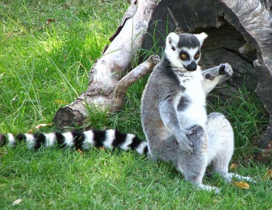Temaiken Biopark Entry Tickets - Asian animals, from tigers to flying foxes