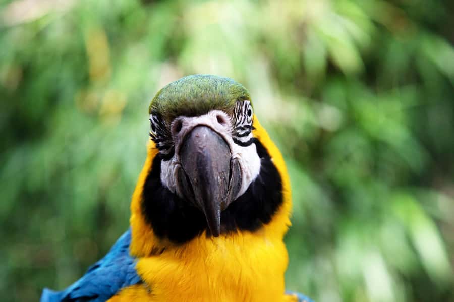 Temaiken Biopark Entry Tickets - Starting with Buenos Aires native wildlife