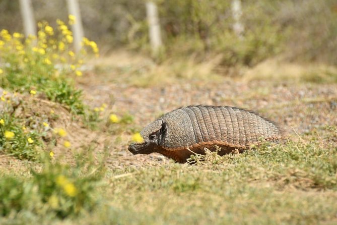The Best of Peninsula Valdés in one day - Punta Delgada, salt flats, and elephant seals