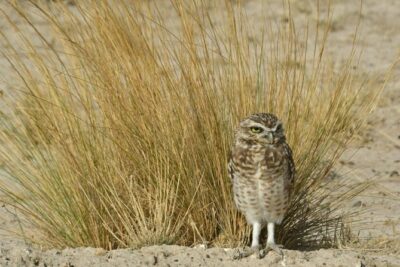 The Best of Peninsula Valdés in one day