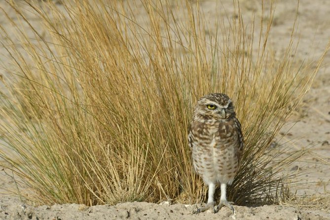The Best of Peninsula Valdés in one day - Ameghino Isthmus: two gulfs from one viewpoint