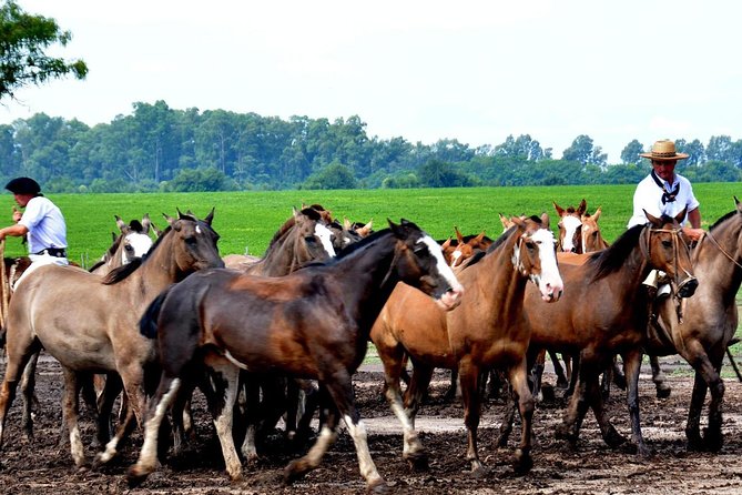 The Most Traditional Fiesta Gaucha in Buenos Aires - Is $337 a fair price?