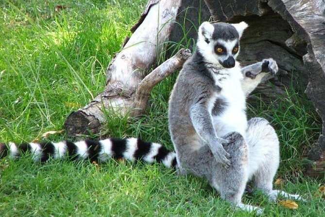 Tickets to Temaikén Biopark - How long should you allow?