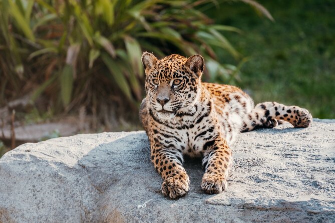 Tickets to Temaikén Biopark - Weekday timing and school groups