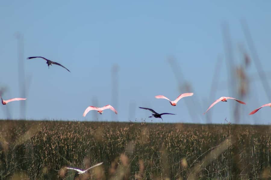 Tigre: Safari Náutico en Tigre/ Biosphere Reserve Boat Tour - What the $150 price really buys you